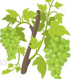 смыкание ягод в грозди