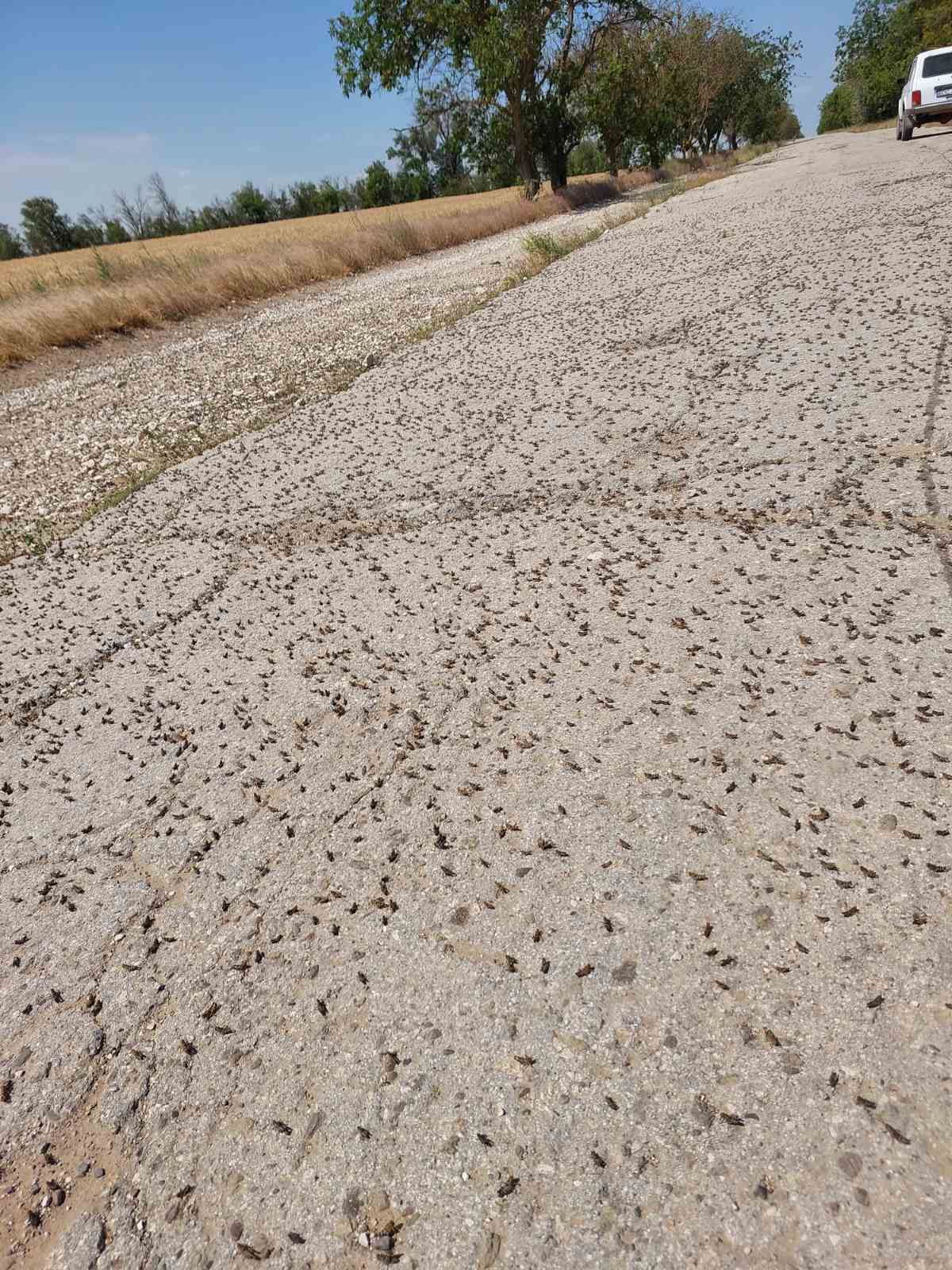 Саранча 2025г
