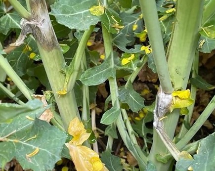 sclerotinia